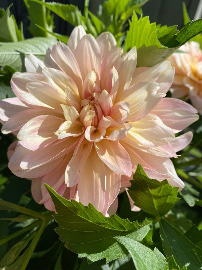 Dahlia Joel Joels favourite, rotad stickling