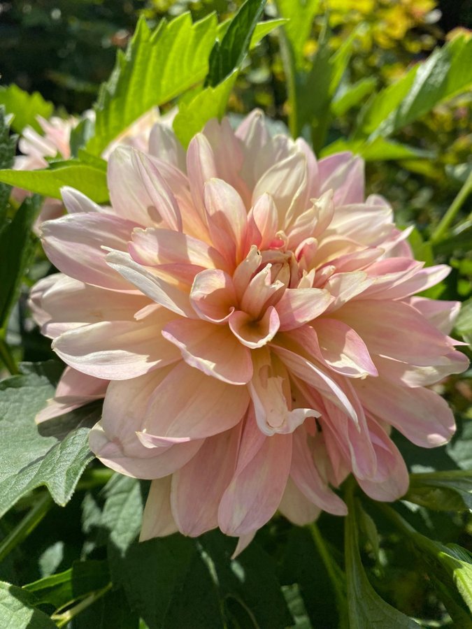 Dahlia Joel Joels favourite, rotad stickling