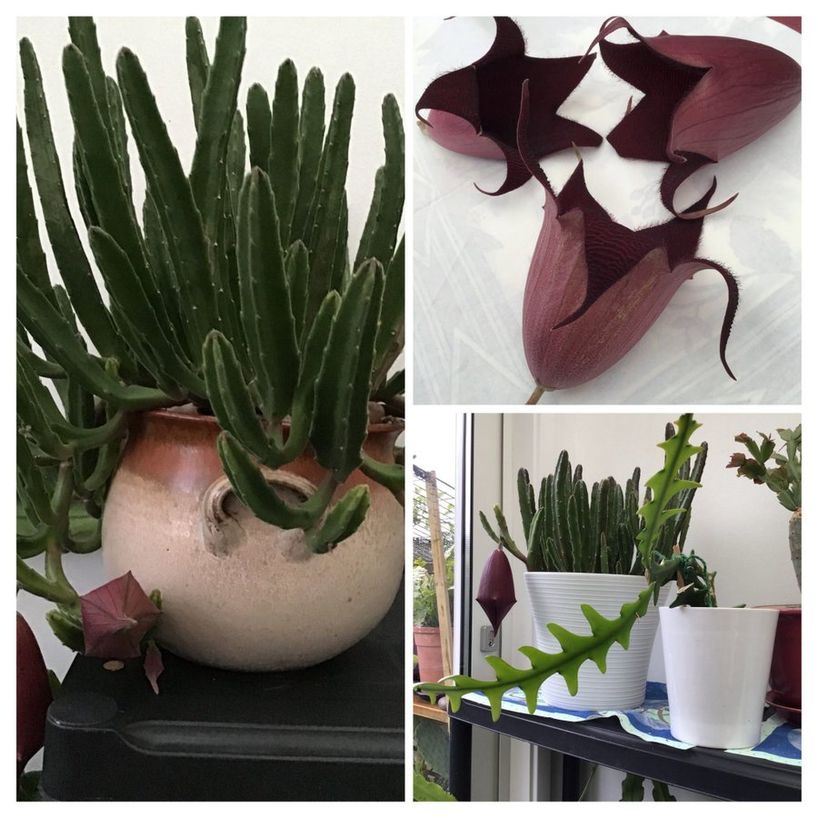 Stapelia (Leendertziae , Hirut L ) Hela planta .