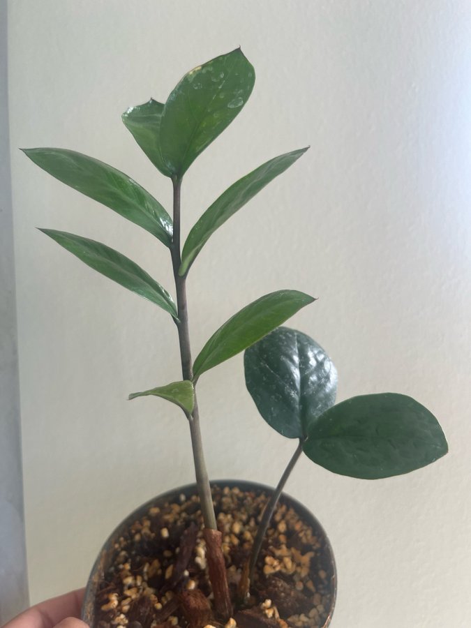 Zamioculcas variegated planta