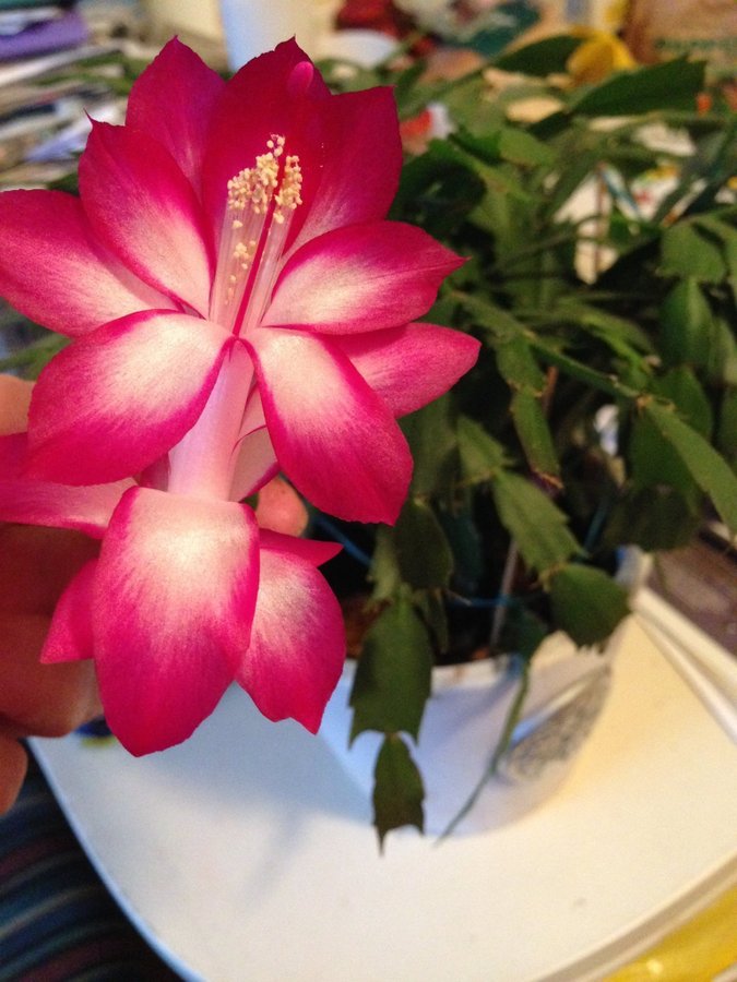 Cerise/vit Schlumbergera Novemberkaktus Gammal sort Butterfly OROTAT SKOTT