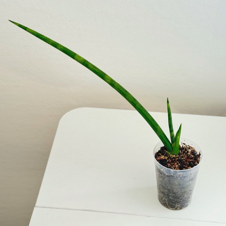 Sansevieria ” CYLINDRICA " Liten planta (Pinnlilja, Svärmorstunga, Dracaena)