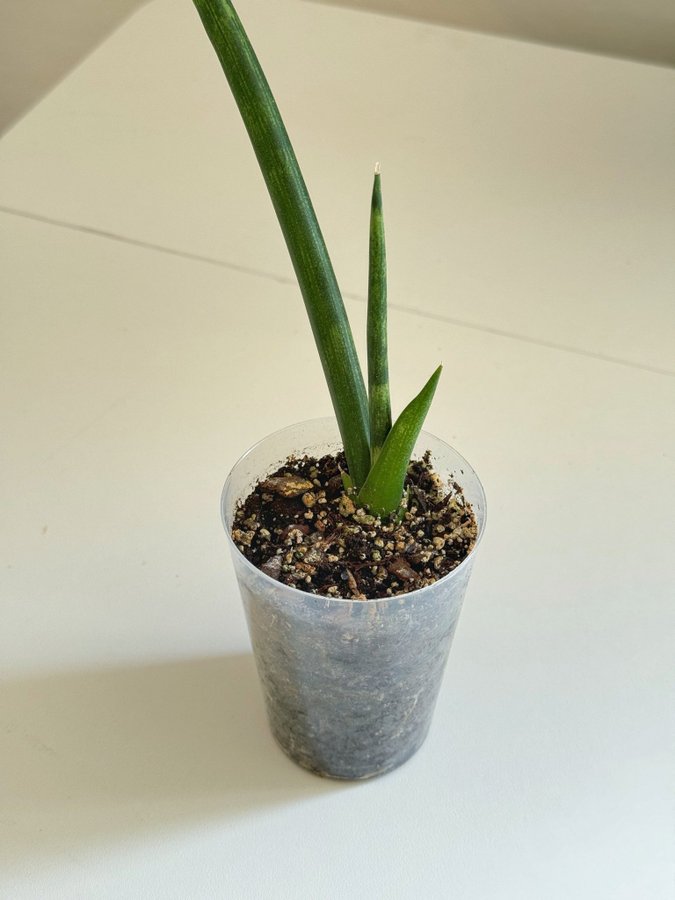 Sansevieria ” CYLINDRICA " Liten planta (Pinnlilja, Svärmorstunga, Dracaena)