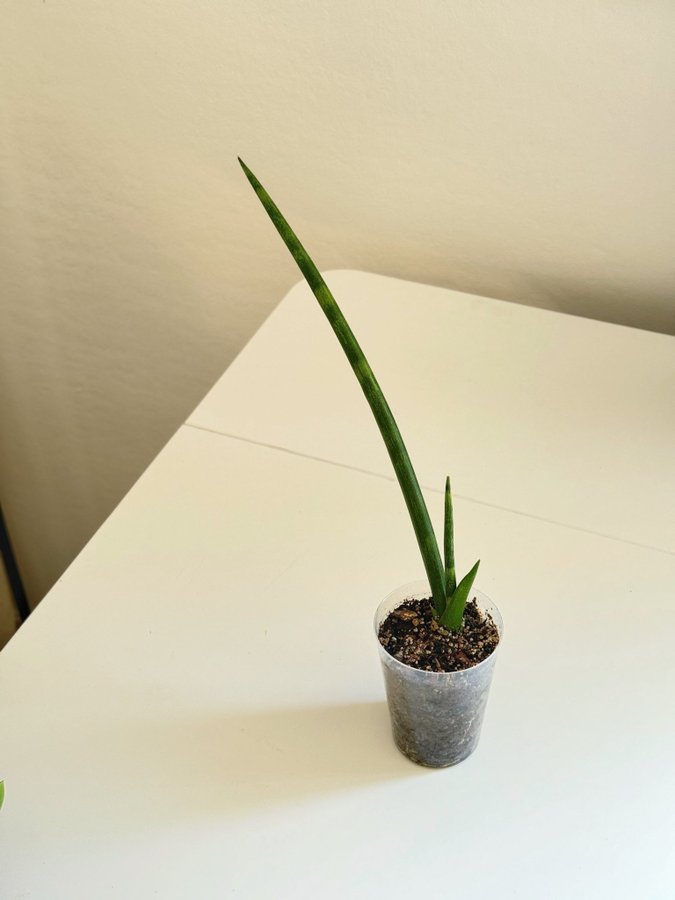 Sansevieria ” CYLINDRICA " Liten planta (Pinnlilja, Svärmorstunga, Dracaena)