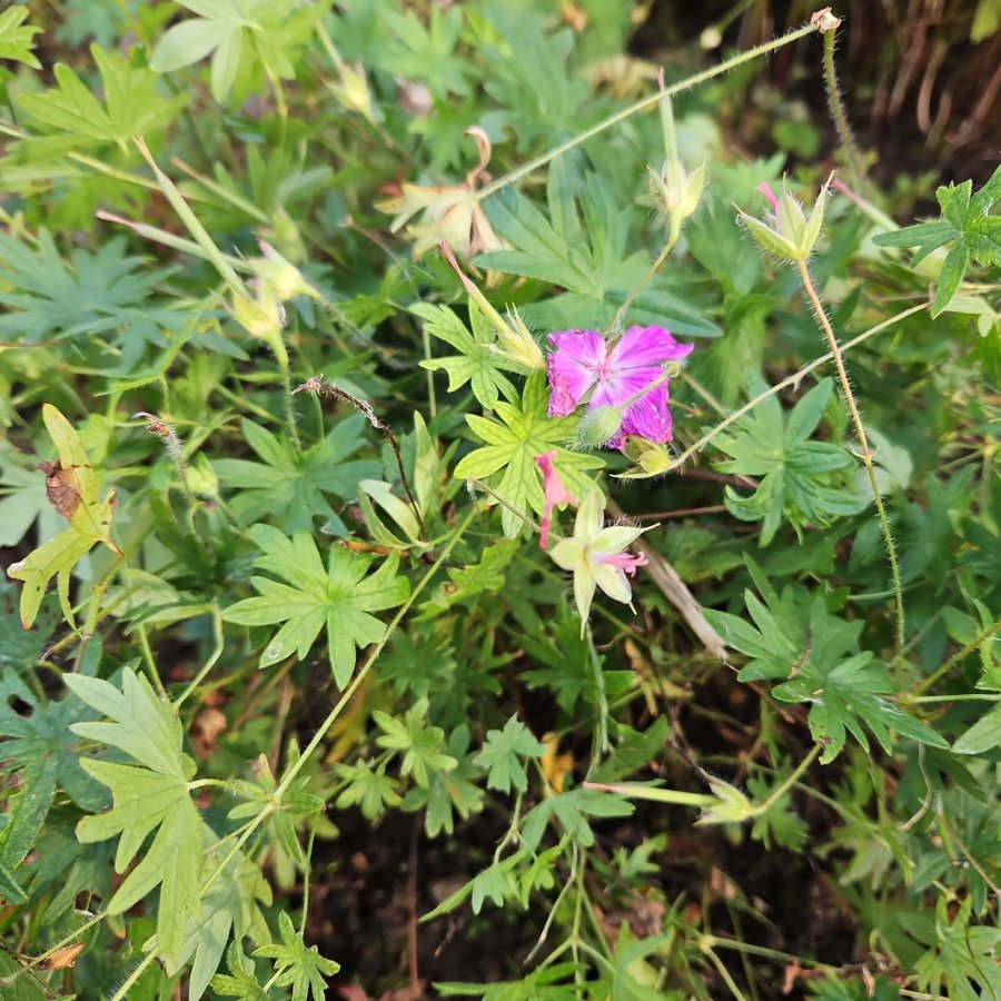 Geranium