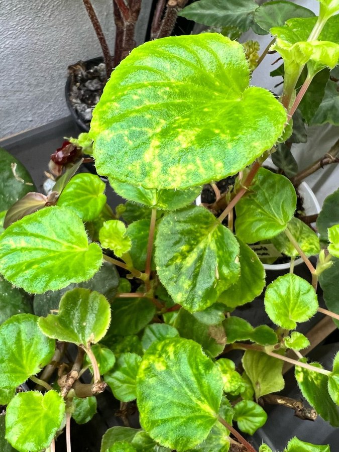 Begonia semperflorens variegata ”charm” OVANLIG RARE