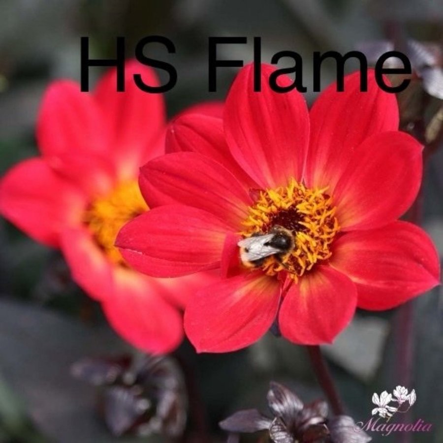 Dahlia HS Flame liten