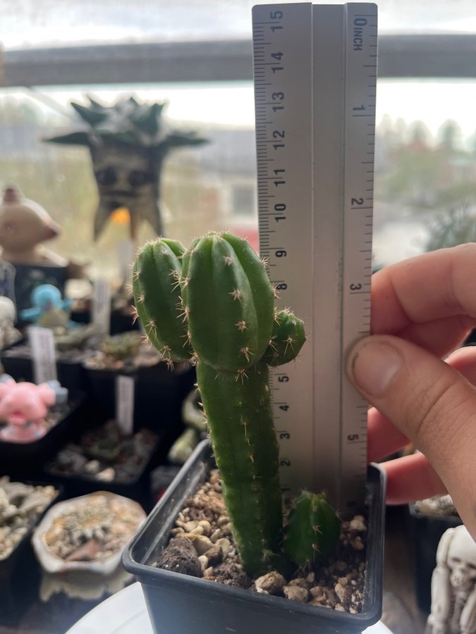 Trichocereus peruvianus