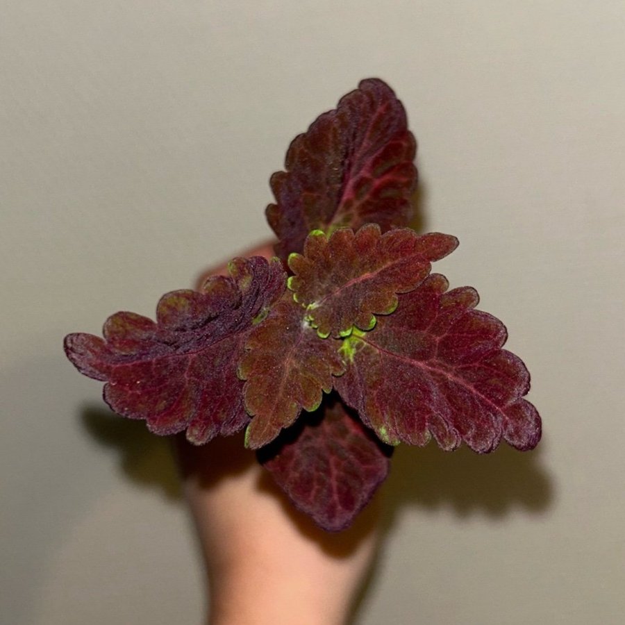 Coleus palettblad fröis efter black dragon stickling #30