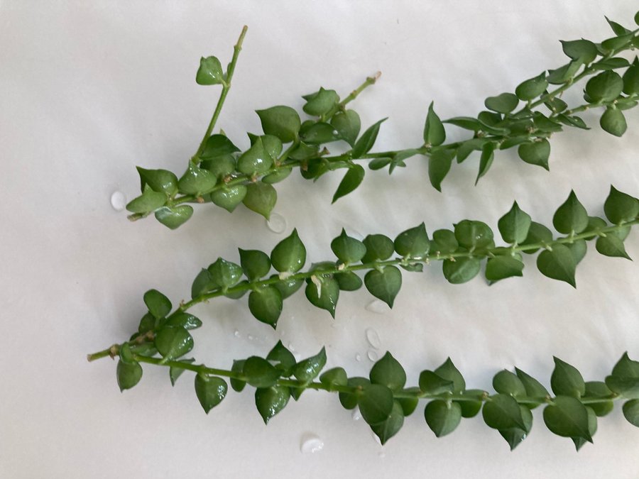 Hoya Dischidia Ruscifolia