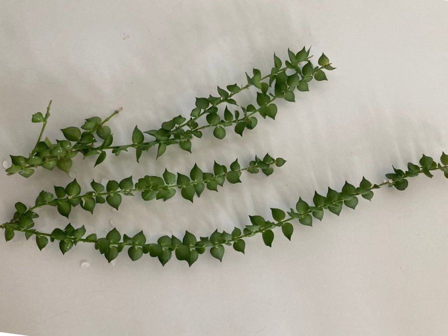 Hoya Dischidia Ruscifolia