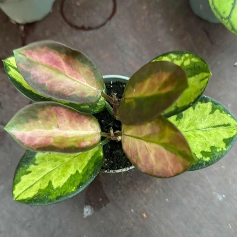 3 st. Hoya 6 cm