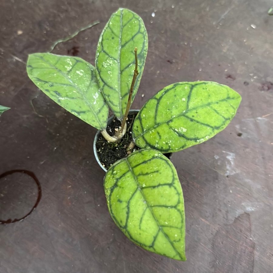 3 st. Hoya 6 cm