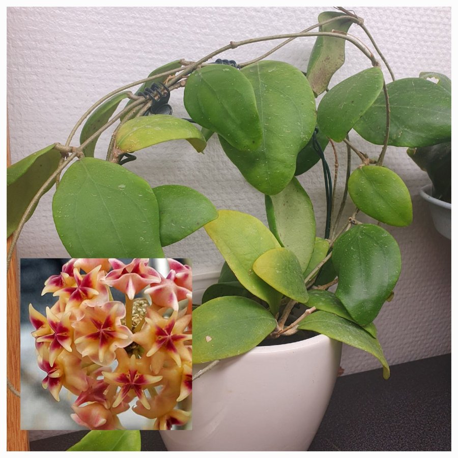 Hoya stickling rintzii Perak