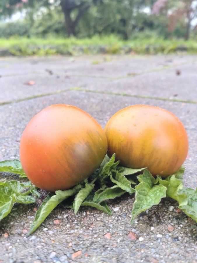 Tomatfrö, Black from Tula