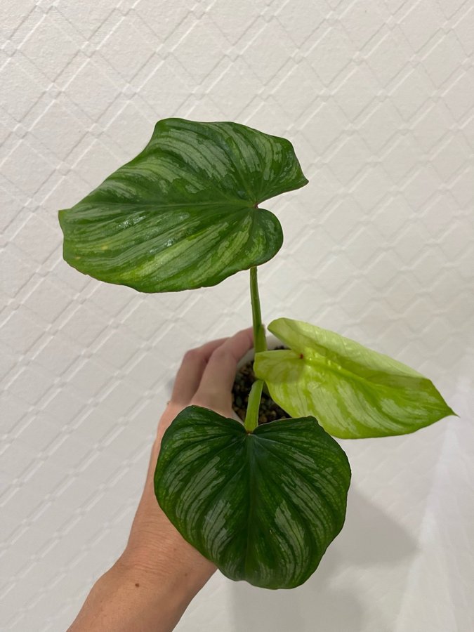 Philodendron Mamei