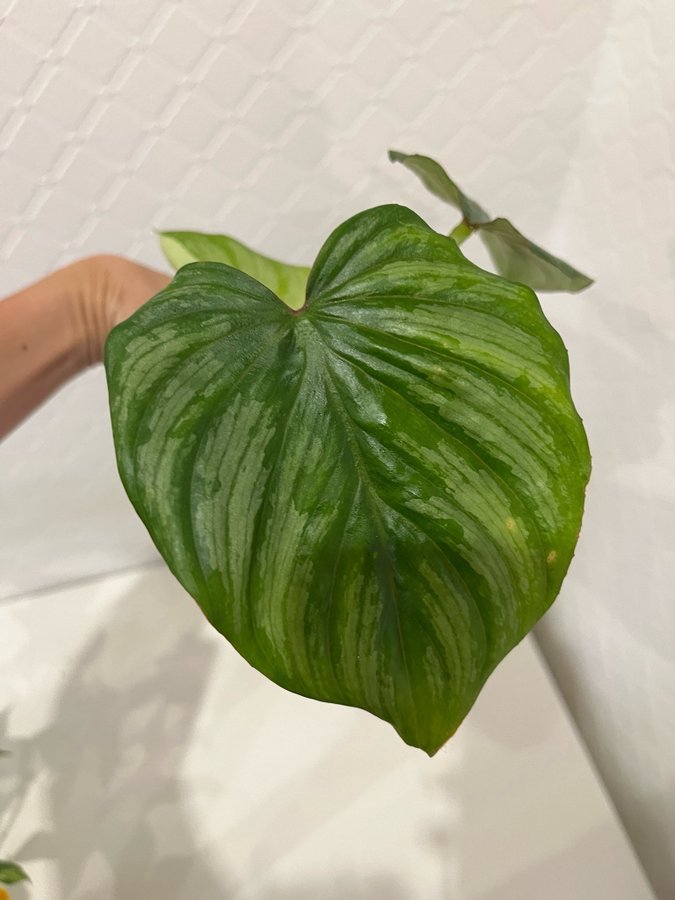 Philodendron Mamei