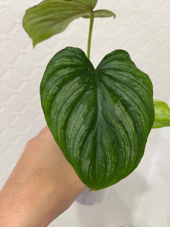 Philodendron Mamei