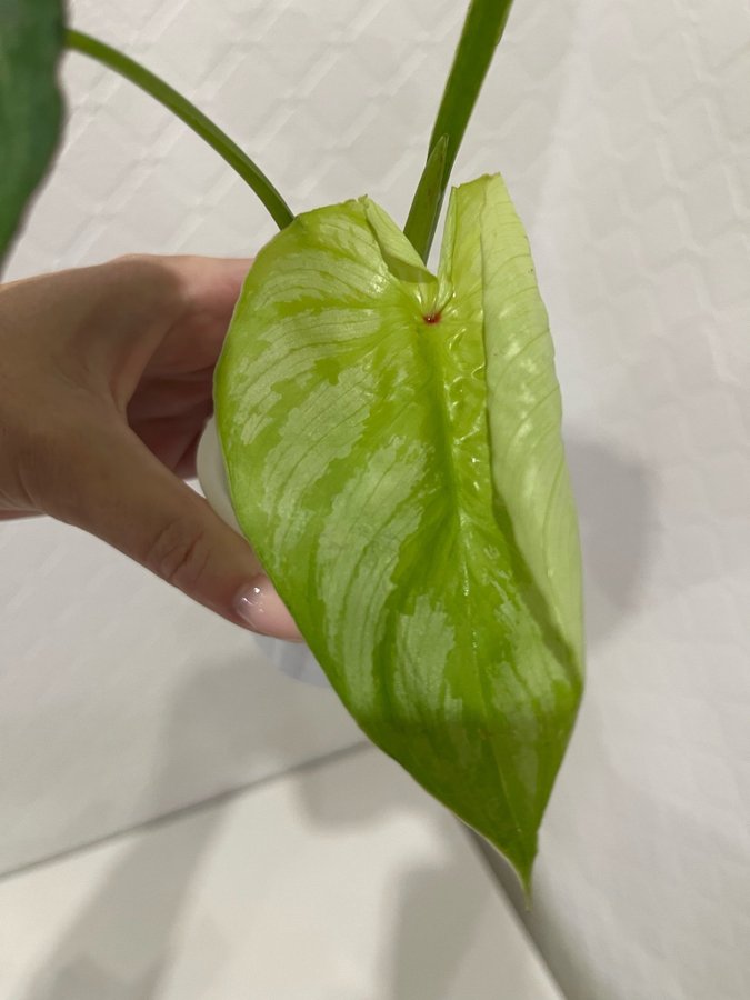 Philodendron Mamei