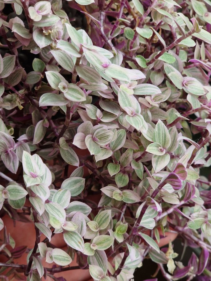 3 st Callisia repens ’Pink Lady’ variegata