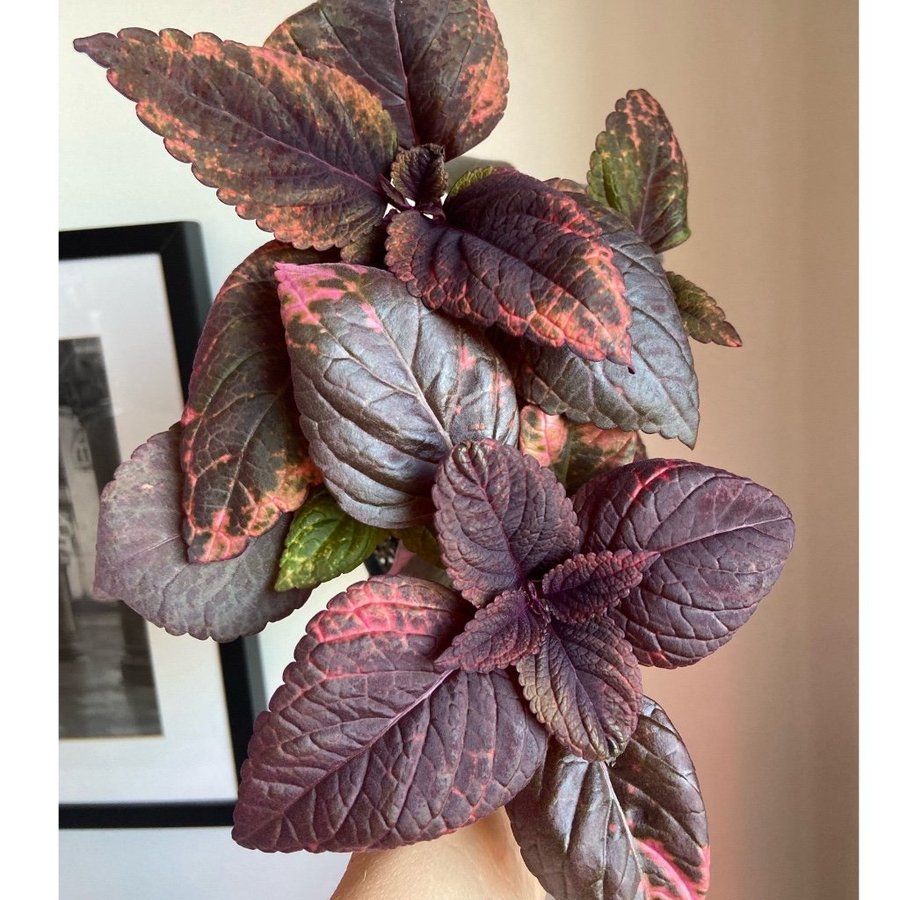 Palettblad/Coleus YES MISTRESS