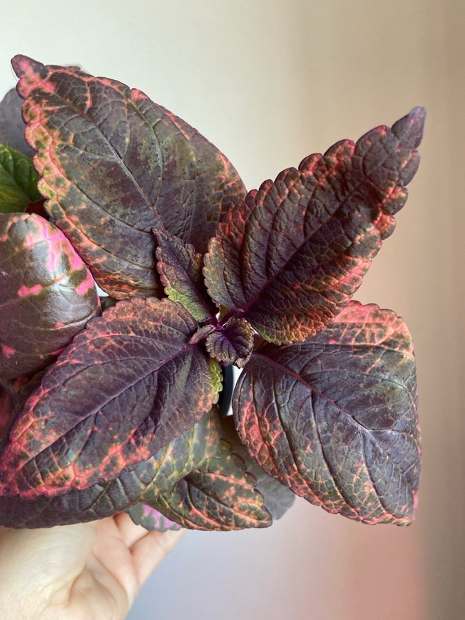 Palettblad/Coleus YES MISTRESS