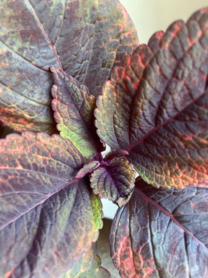 Palettblad/Coleus YES MISTRESS