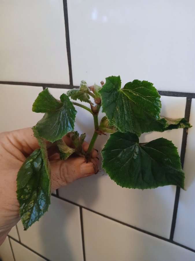 Begonia Wings En stor grenad stickling med rötter