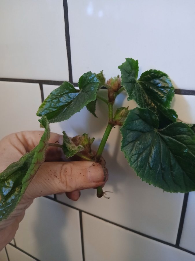 Begonia Wings En stor grenad stickling med rötter