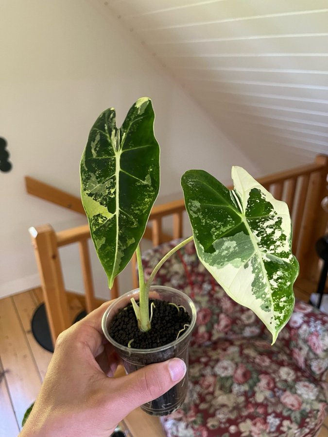 Alocasia Micholitziana Frydek Variegata