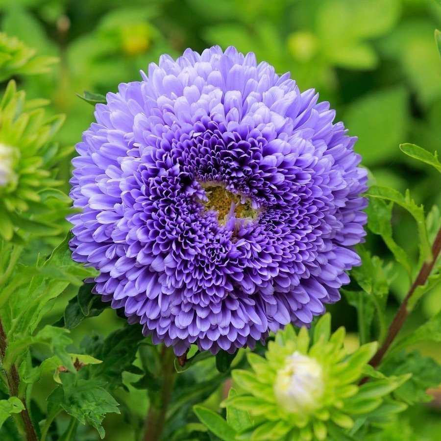 Aster 'Princess light blue' frön