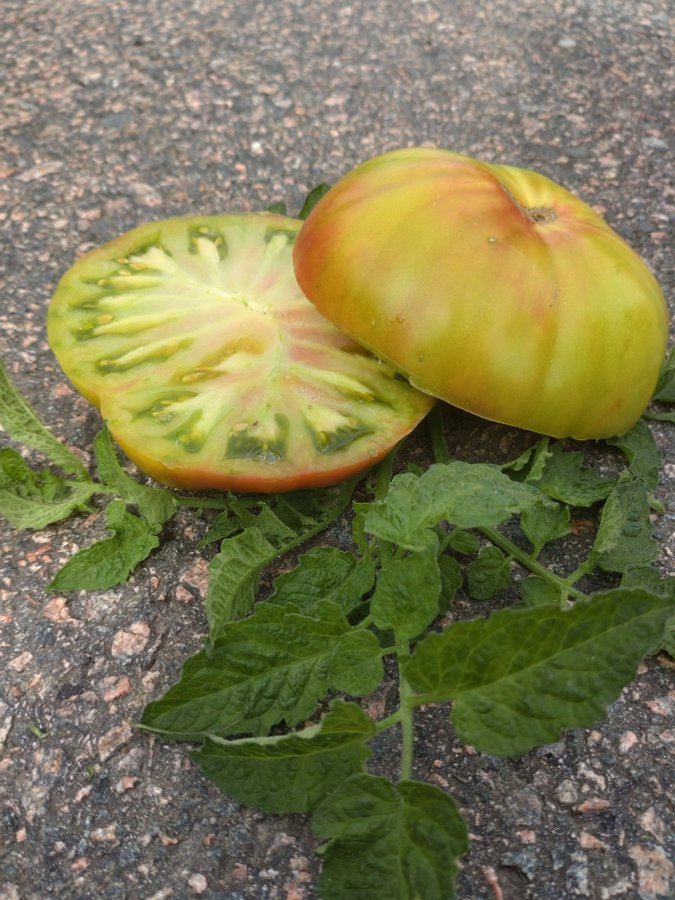 Tomatfrö Ananas Noir