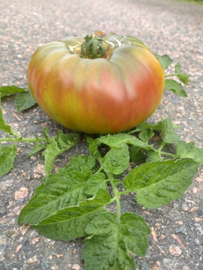 Tomatfrö Ananas Noir