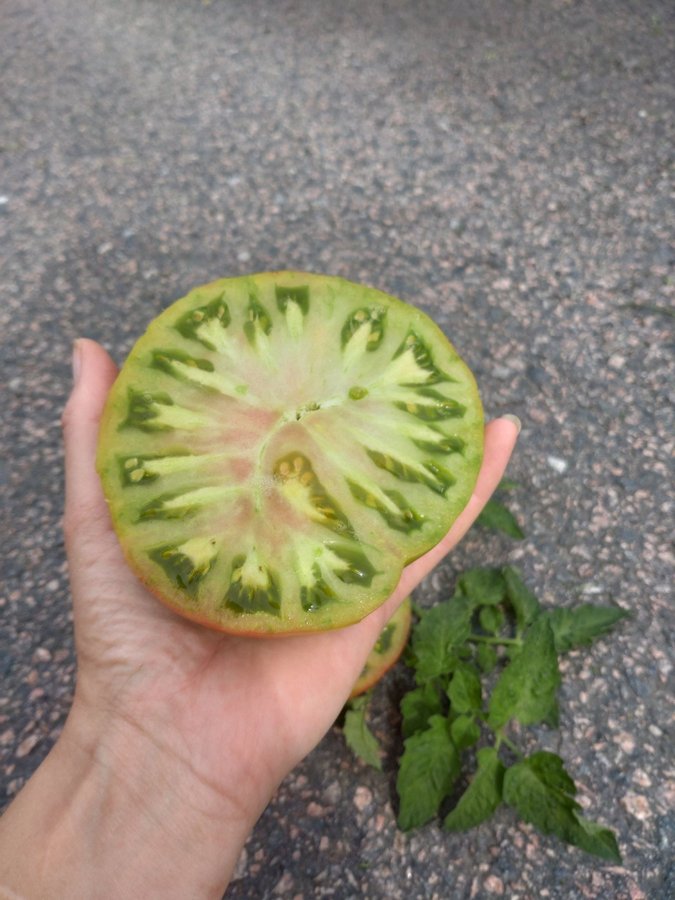 Tomatfrö Ananas Noir