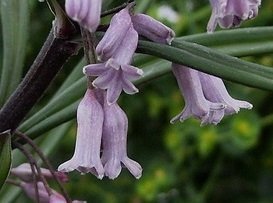 Polygonatum curvistylum - Smalrams - Raritet!