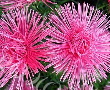 Callistephus chinensis 'Needle Pink' - Sommaraster