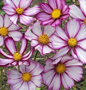 Cosmos bipinnatus 'Picotee' - Rosenskära