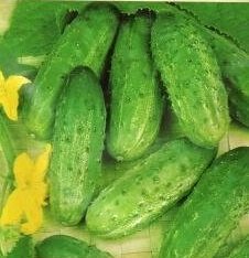 GURKA - Cucumis sativus 'Diamond' - Inläggningsgurka