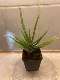 Aloe Vera jordrotad