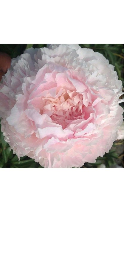 Pion Paeonia chiffon parfait