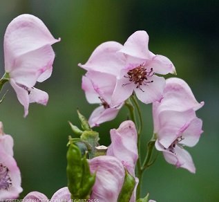 Aconitum 'Pink Sensation' - Rosa stormhatt