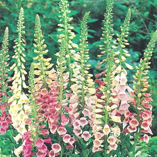 Digitalis - Fingerborgsblomma mix