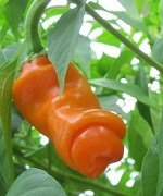 Capsicum annuum 'Orange Peter Pepper' - Penispeppar