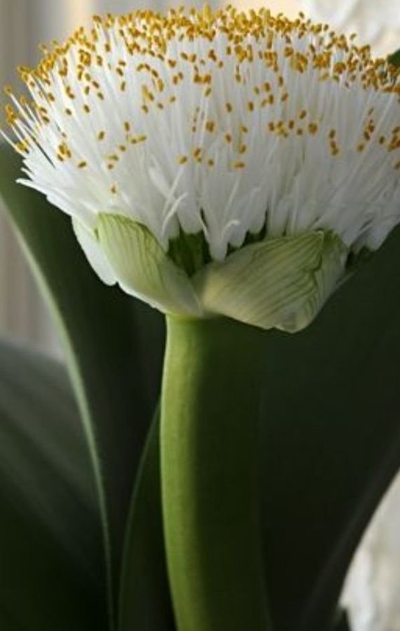 Elefanttunga Haemanthus albiflos