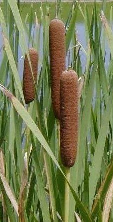 Typha latifolia - Bredkaveldun