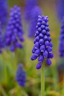 Muscari 'Blue Magic' - Pärlhyacint