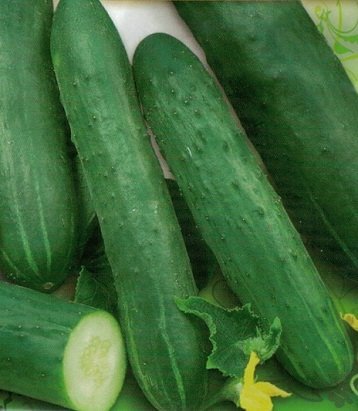 GURKA - Cucumis 'Langelands Kaempe' - Asiegurka / Frilandsgurka