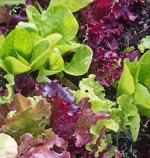 Lactuca sativa 'Gourmet Mixed' - Sallad mix