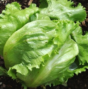 Lactuca sativa 'Great Lakes 118' - Isbergssallat