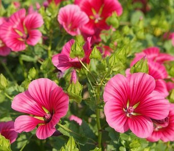 Malope trifida - Praktmalva